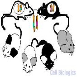 Mouse Bone Marrow Progenitor Cells (1)