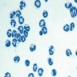 SD Rat Bone Marrow Cells (9)