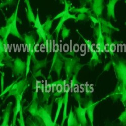 Porcine Fibroblasts (23)