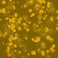 BALB/c Mouse Primary Hepatocytes