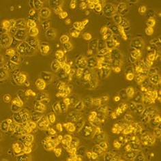 BALB/c Mouse Primary Hepatocytes- Fresh Cells