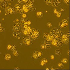 B129 Mouse Primary Hepatocytes