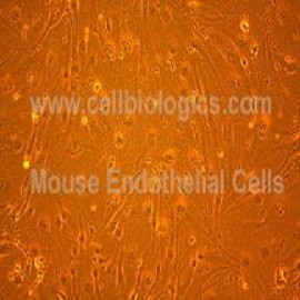 C57BL/6 Mouse Primary Aortic Endothelial Cells